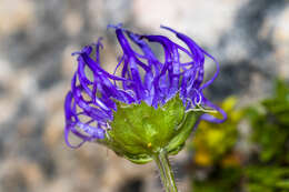 Image of Horned Rampion