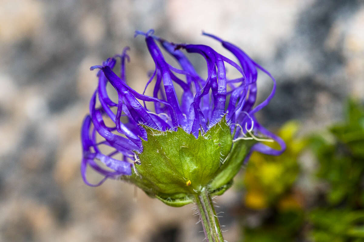 Image of Horned Rampion