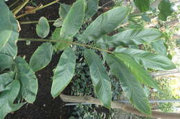 Image of Alpinia malaccensis (Burm. fil.) Roscoe