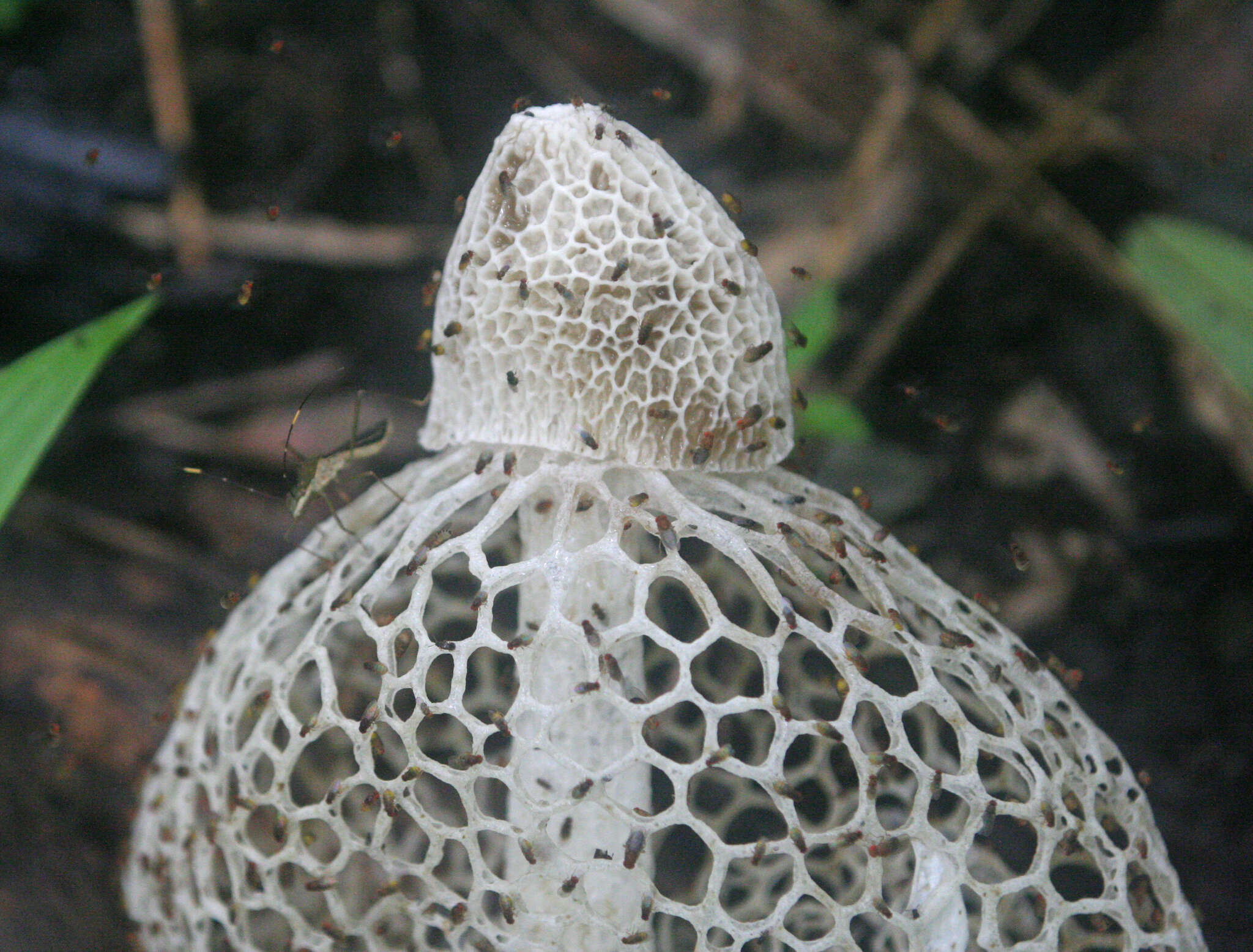 Image of Bridal veil stinkhorn