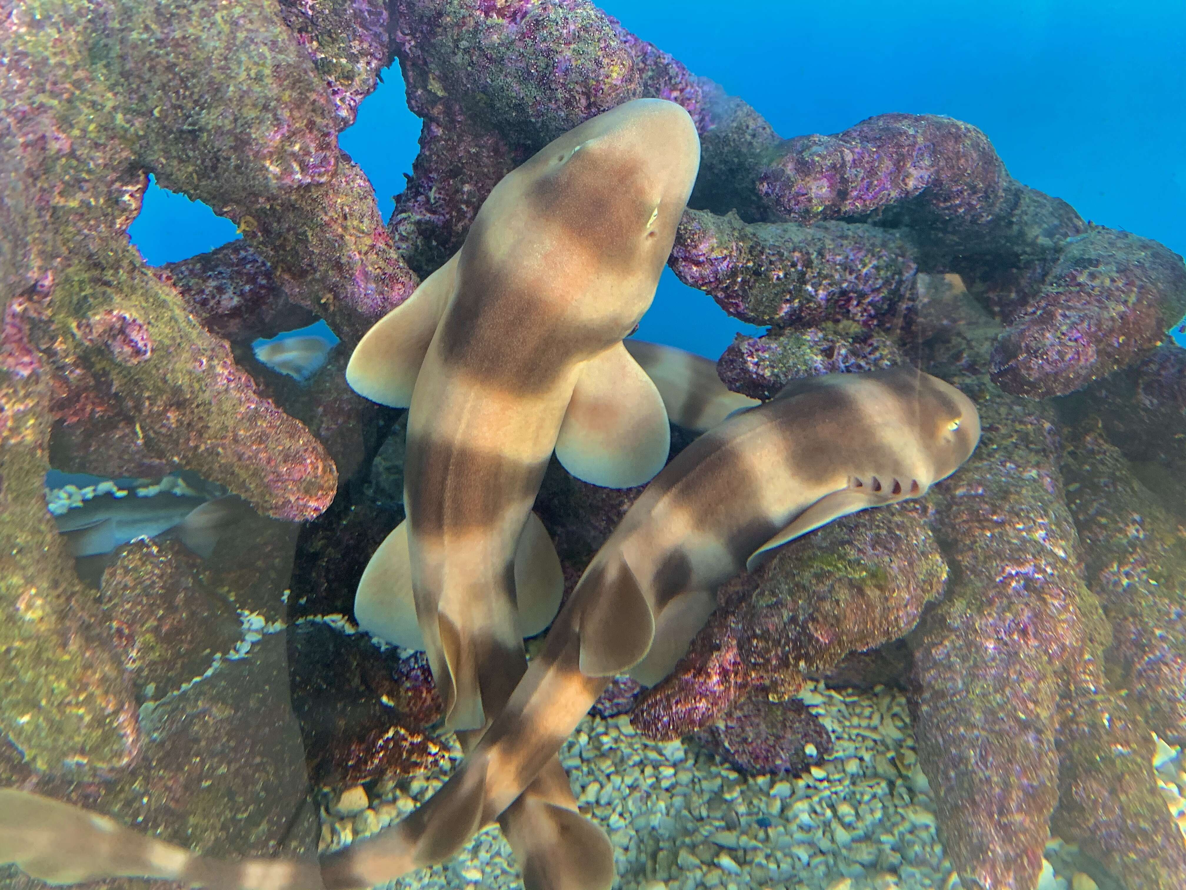 Image of Brownbanded Bamboo Shark