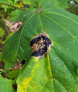 Image of European tar spot