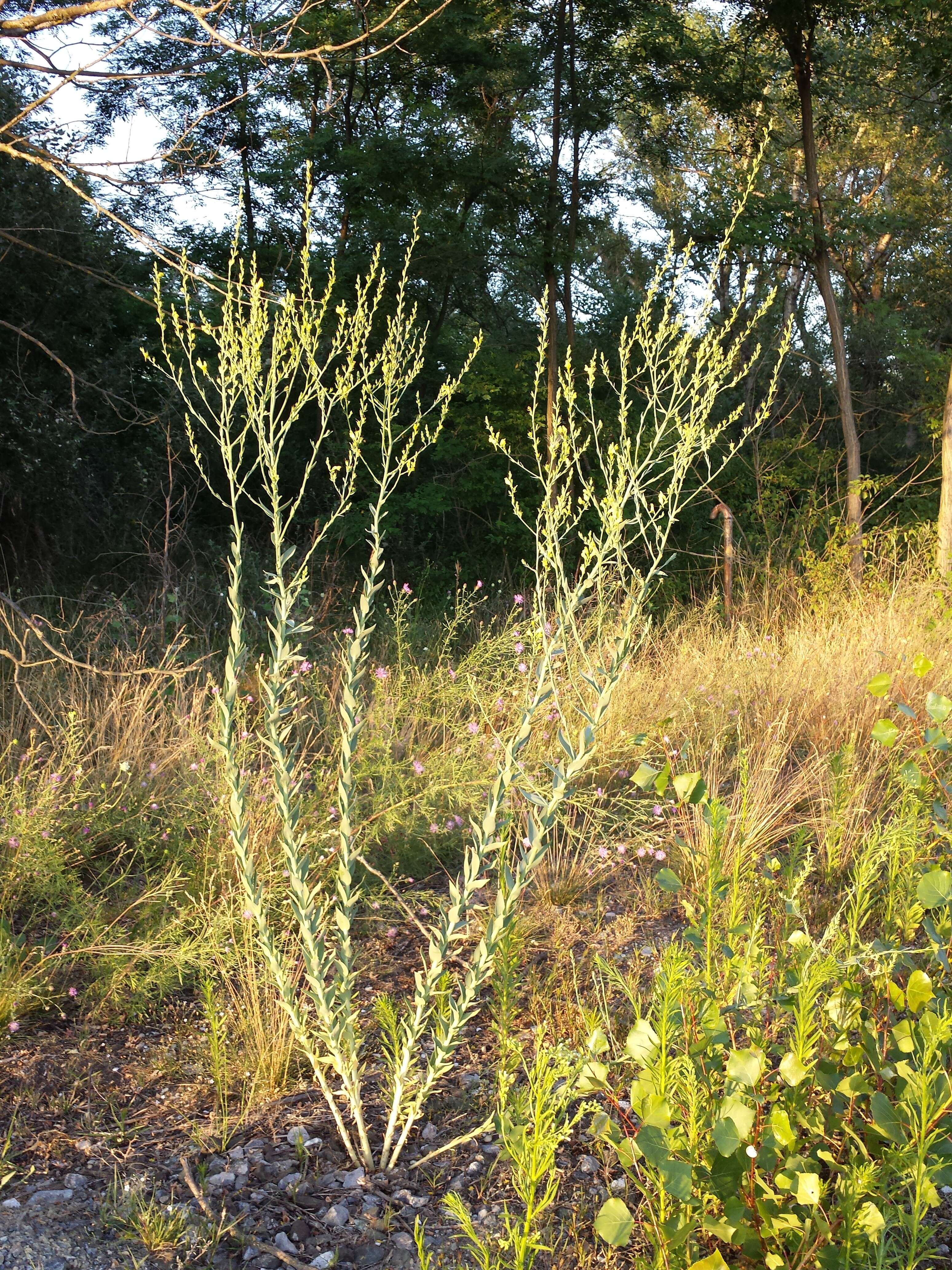 Image of broomleaf toadflax