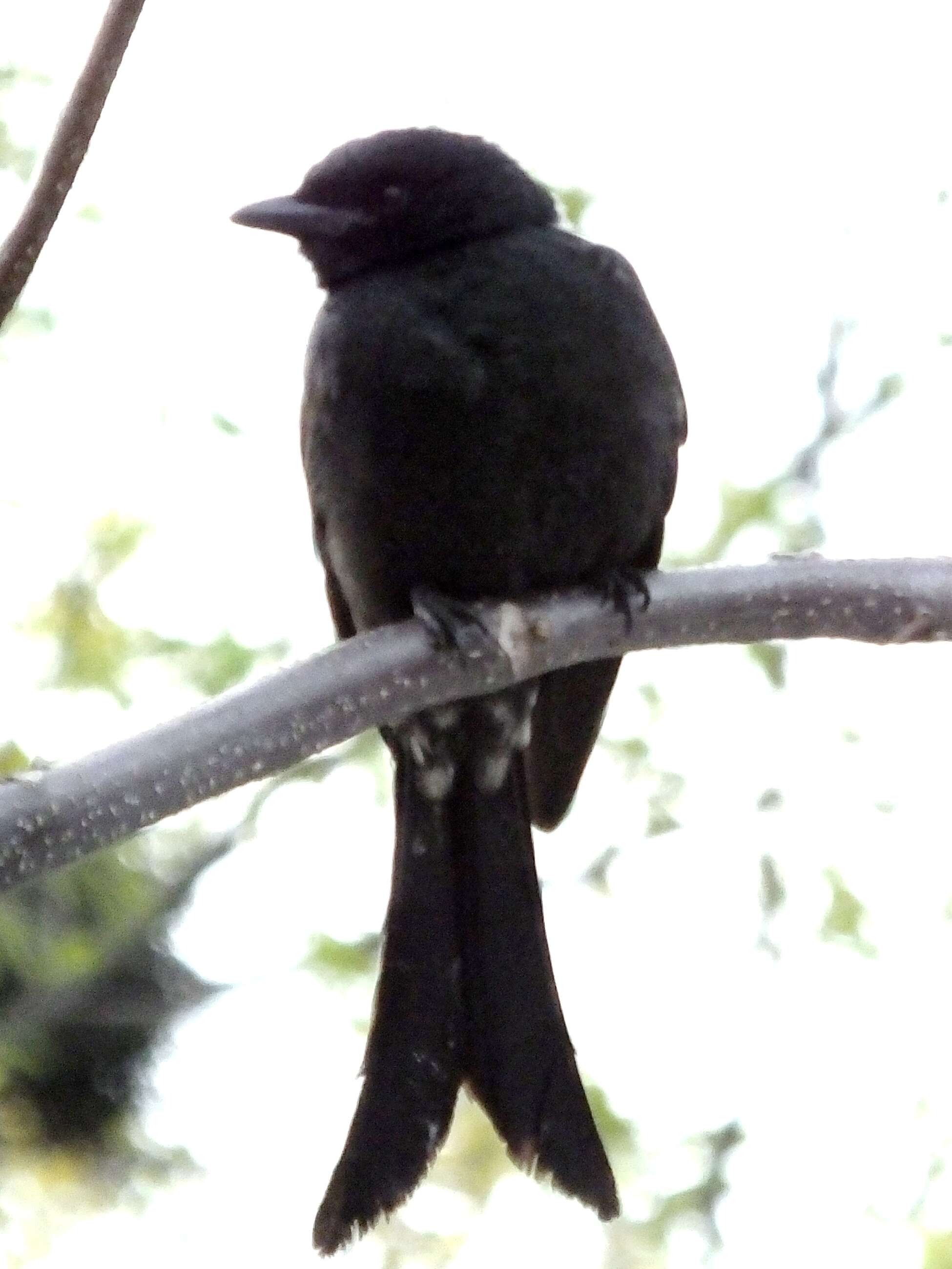 Image of Black Drongo