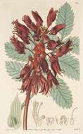 Image de Melianthus major L.