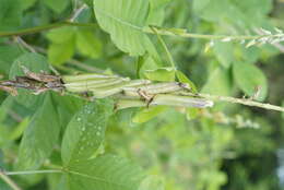 Image of smooth rattlebox