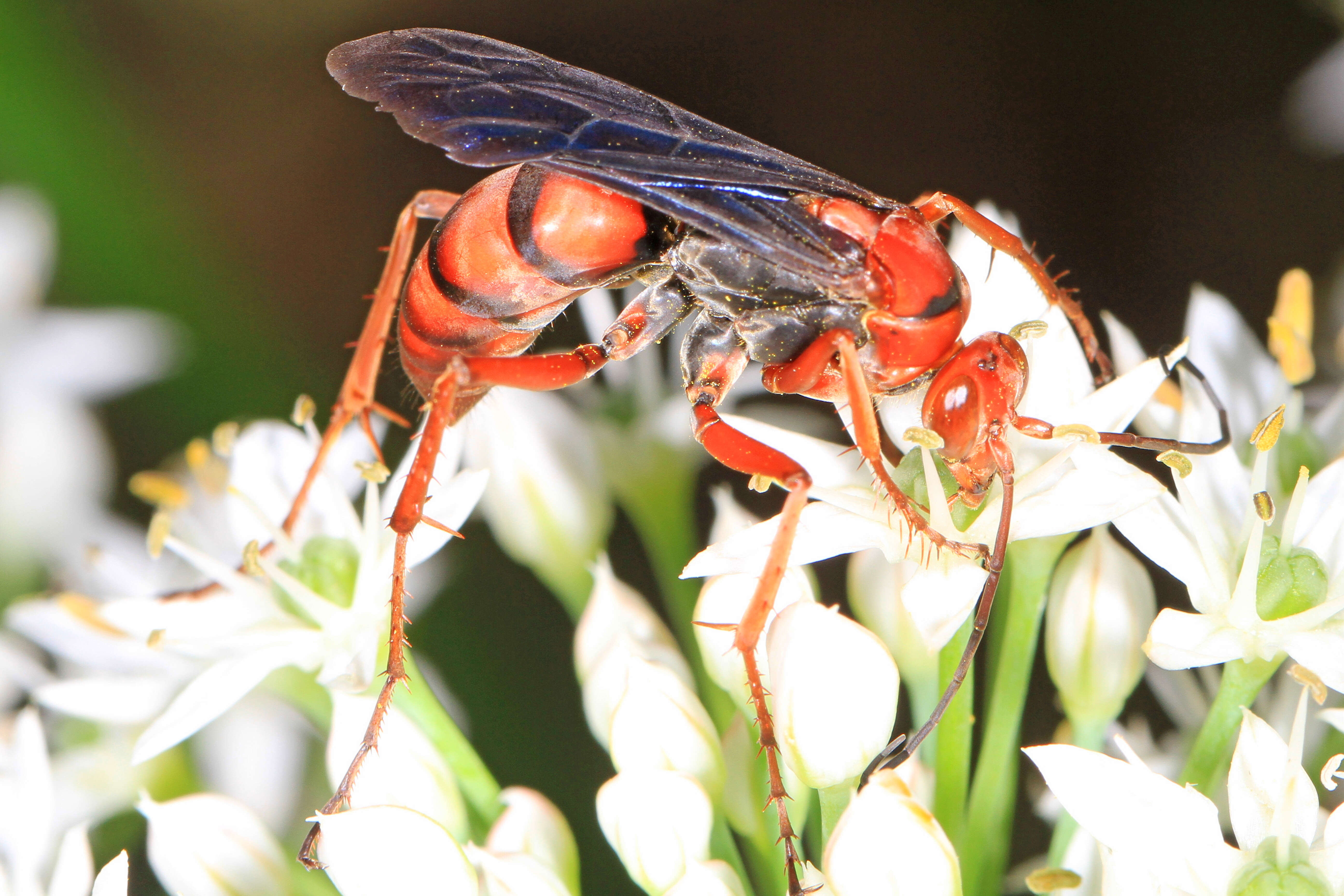 Image of Tachypompilus ferrugineus