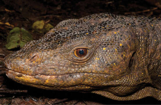 Image of Northern Sierra Madre forest monitor