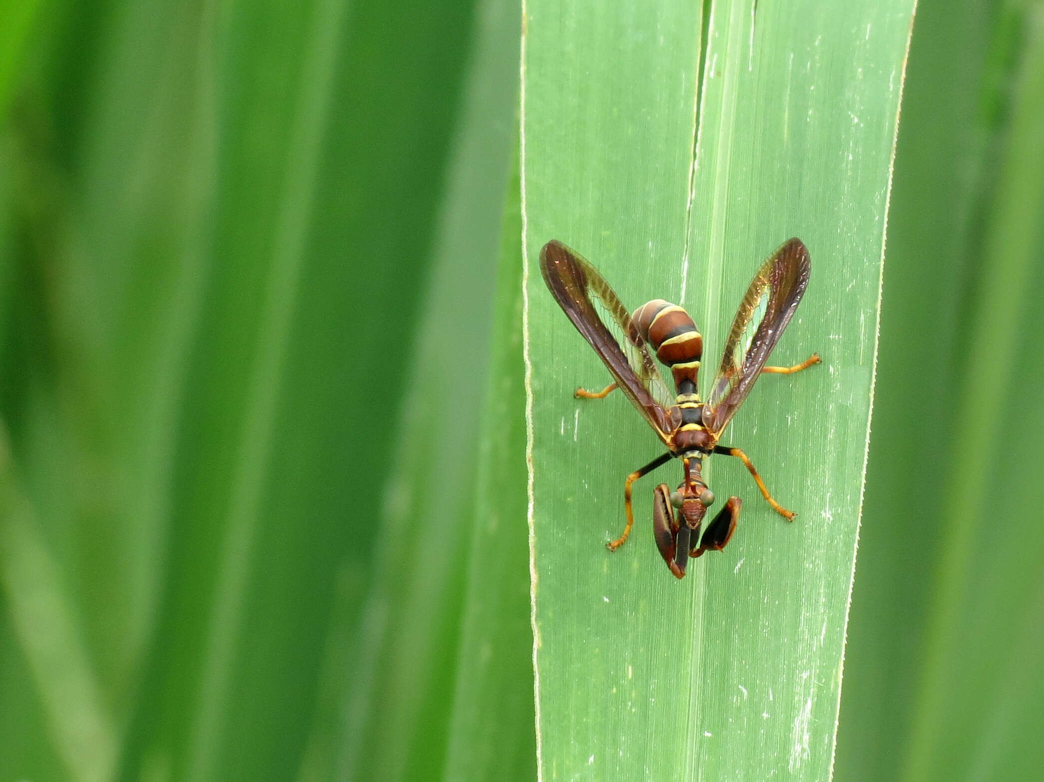 Image of Wasp Mantidfly