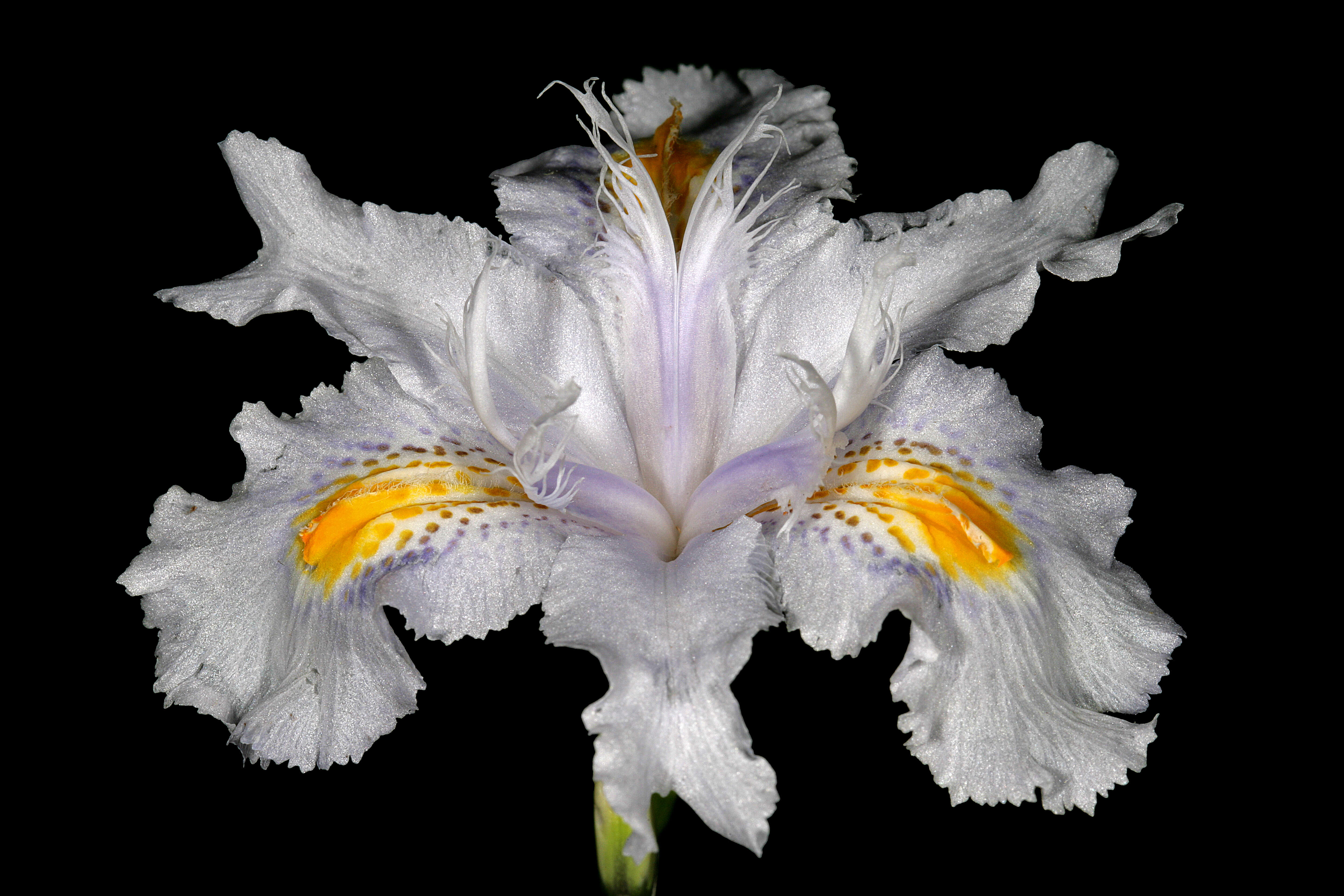 Sivun Iris japonica Thunb. kuva