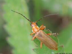 Image de Cantharis rufa