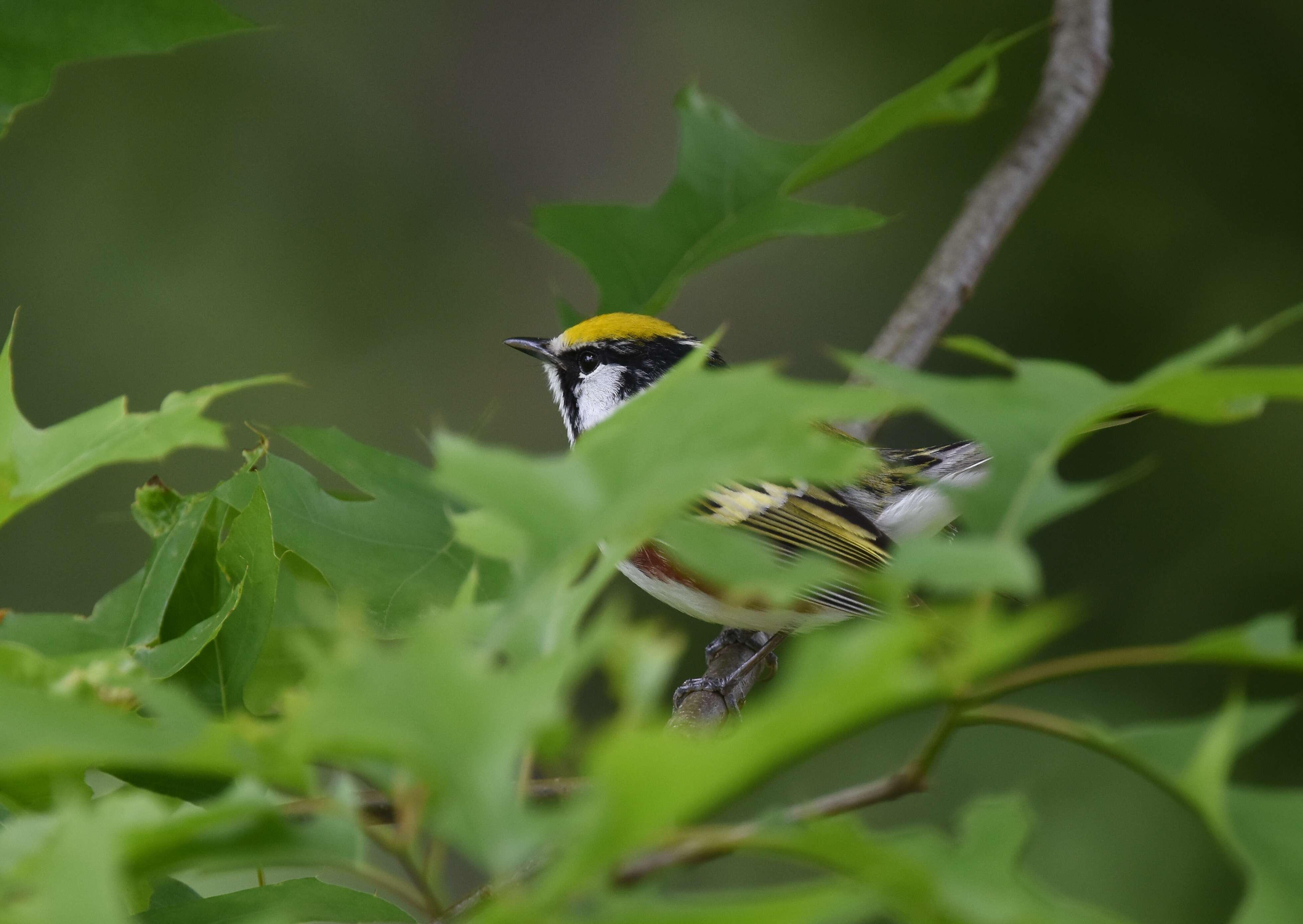 Image of Chestnut-sided Warbler