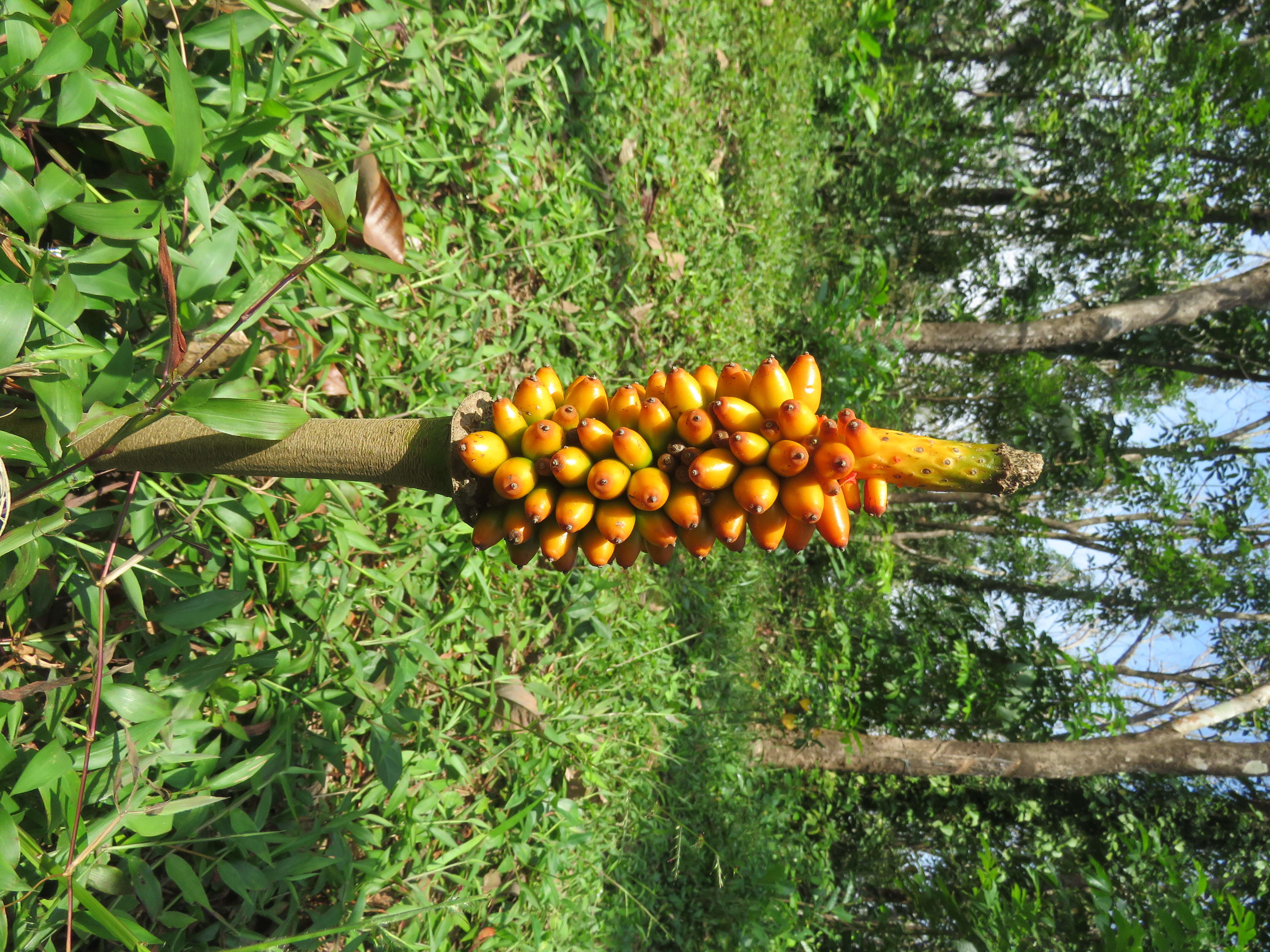 Image of Amorphophallus sylvaticus (Roxb.) Kunth