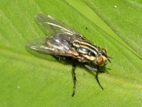 Image of flesh flies