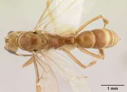 Image of Mesoponera melanaria