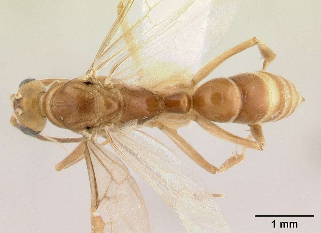 Image of Mesoponera melanaria