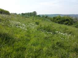 Image of Snowdrop Anemone