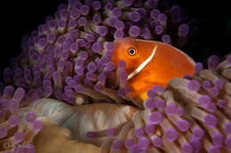 Image of Pink anemonefish