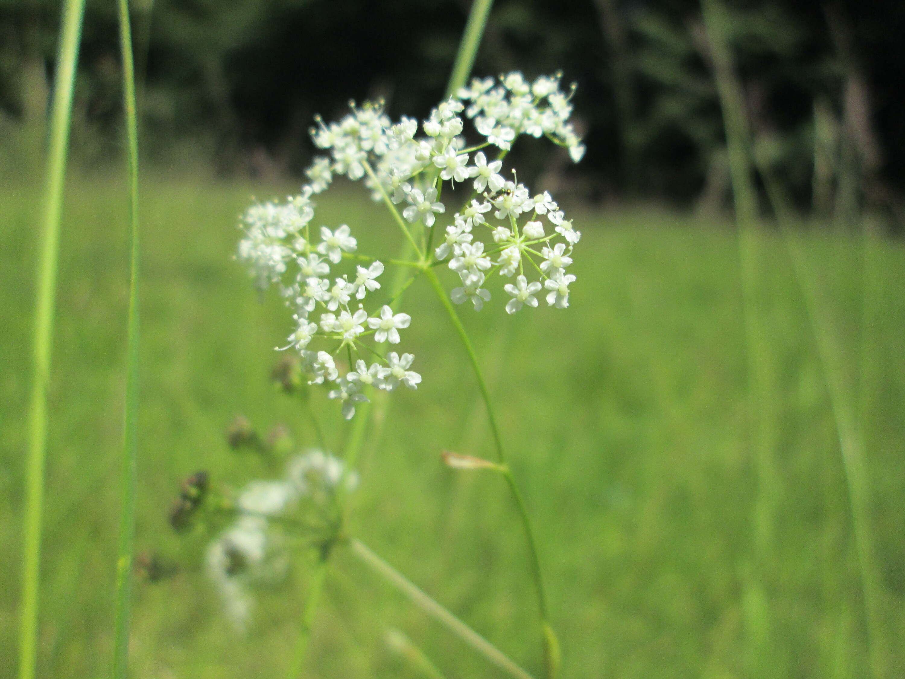 Image of burnet saxifrage