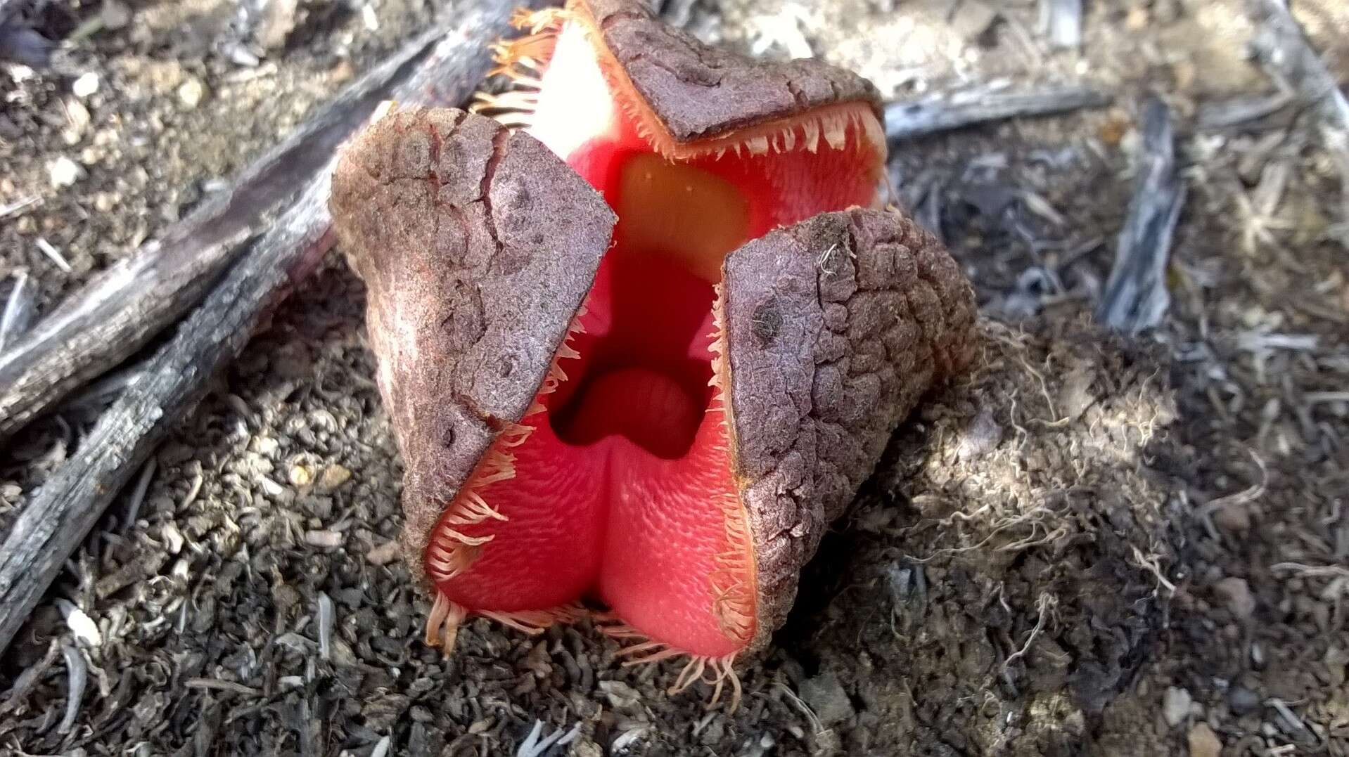 Image of Hydnora Thunberg 1775