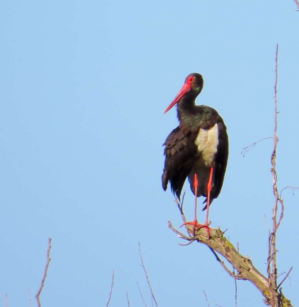 Image of Black Stork