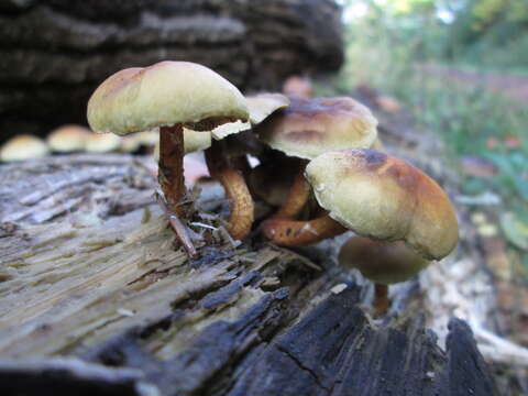 Image of Hypholoma fasciculare (Huds.) P. Kumm. 1871