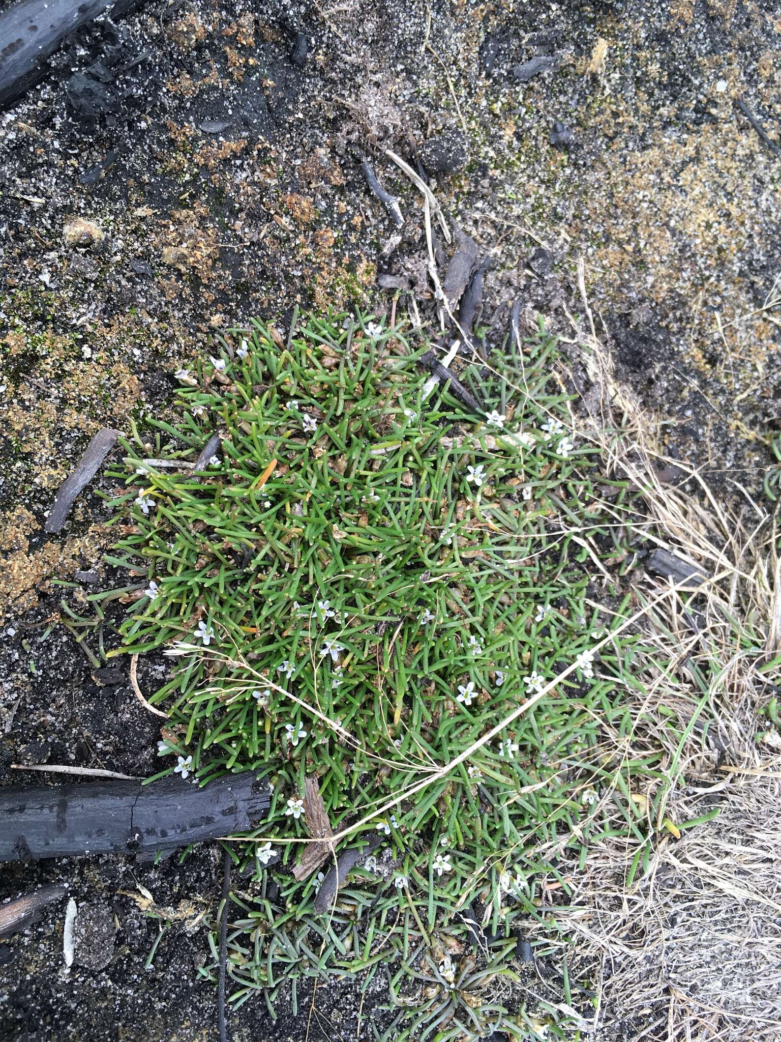 Image of Welsh mudwort