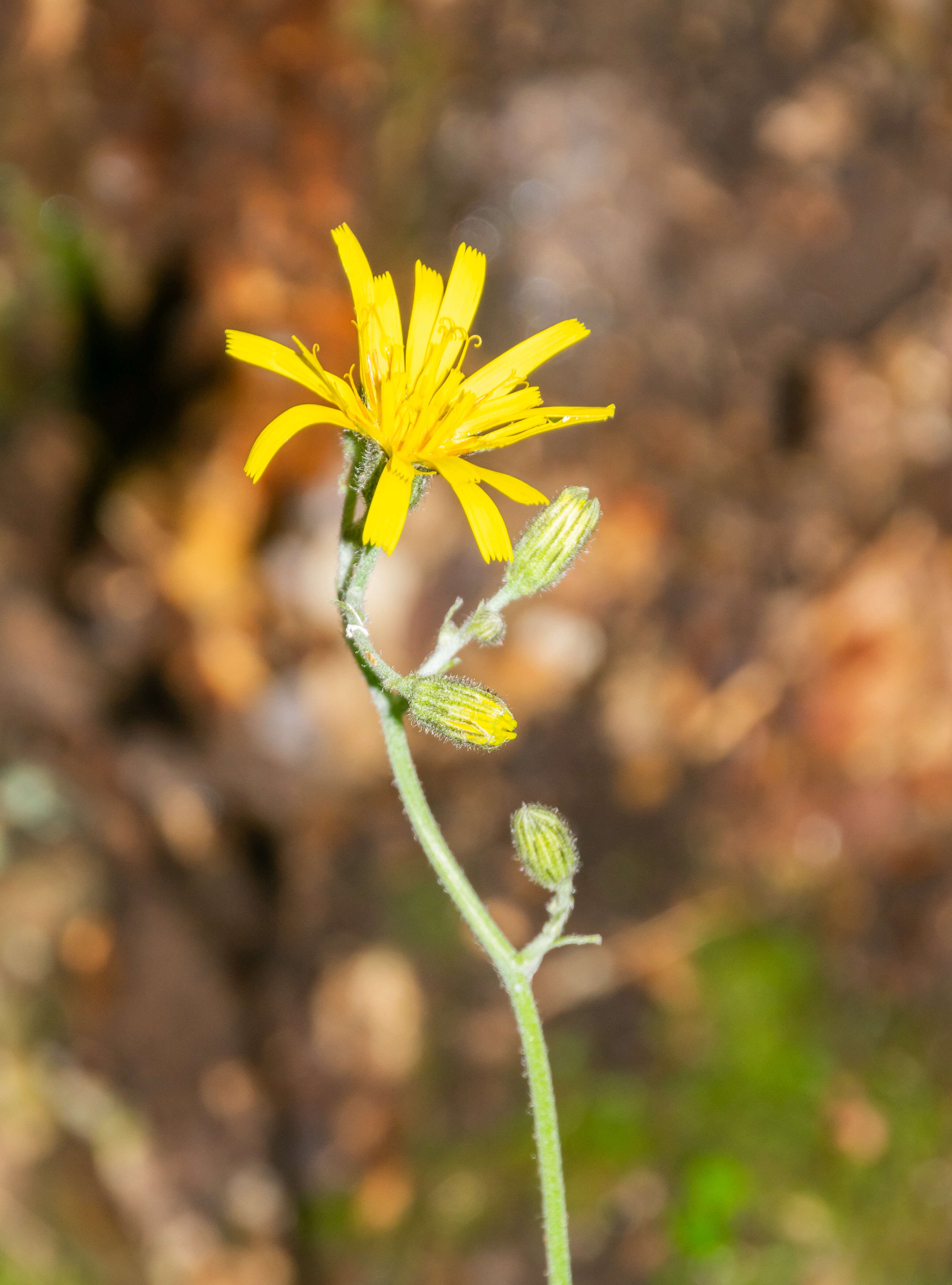 Image of few-leaved hawkweed