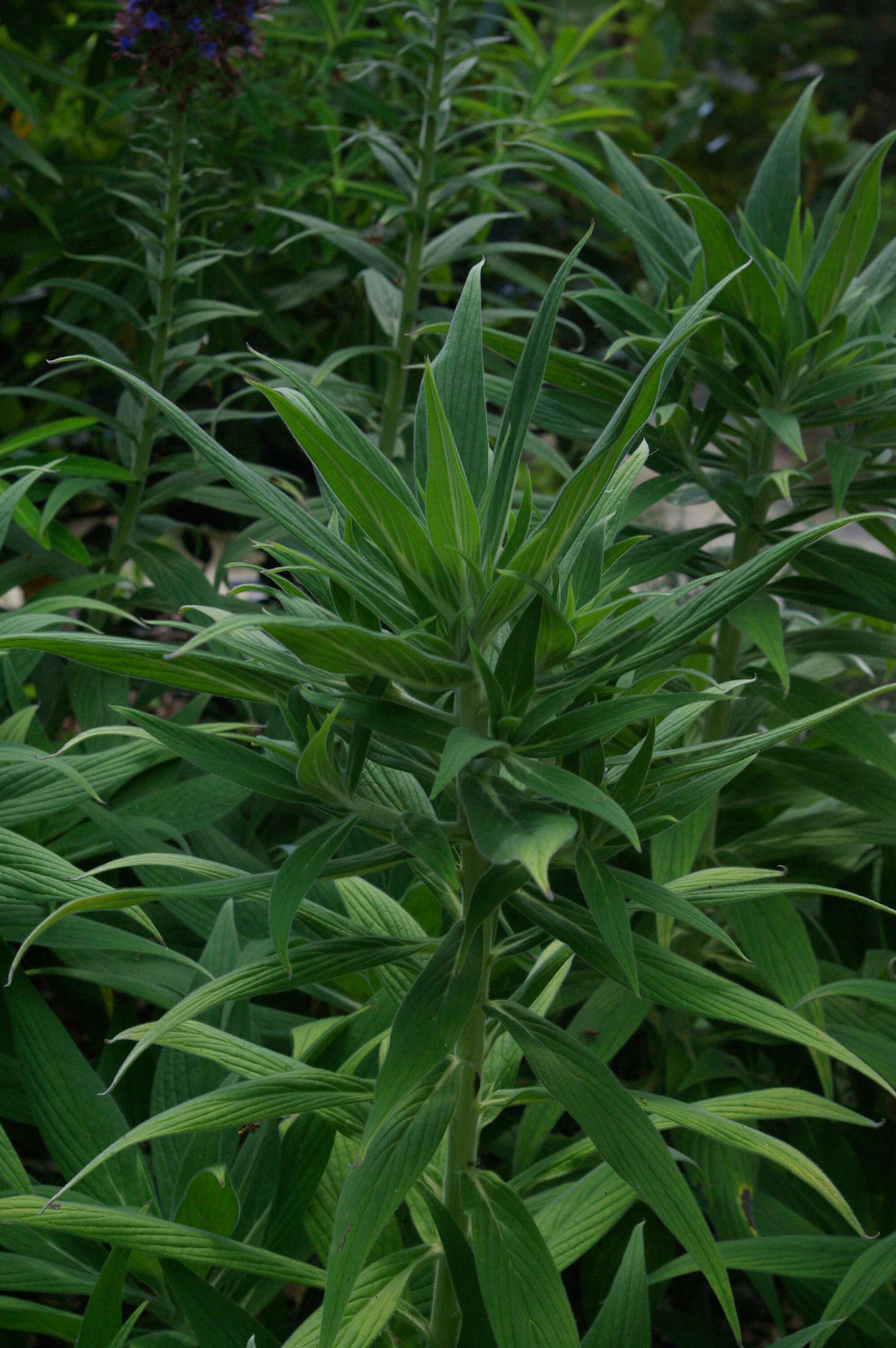 Imagem de Echium candicans L. fil.