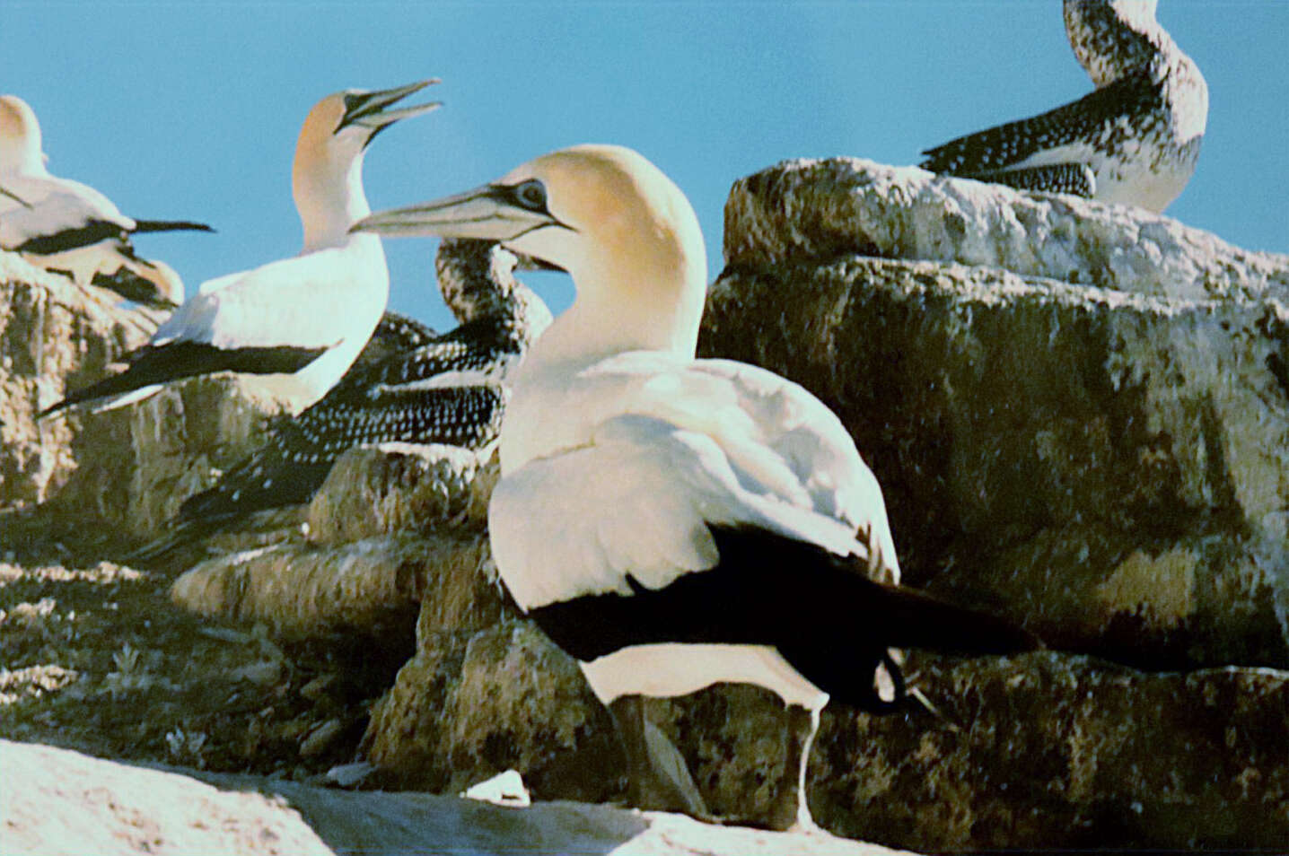 Image of Australasian Gannet