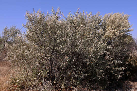 Plancia ëd Tarchonanthus camphoratus L.