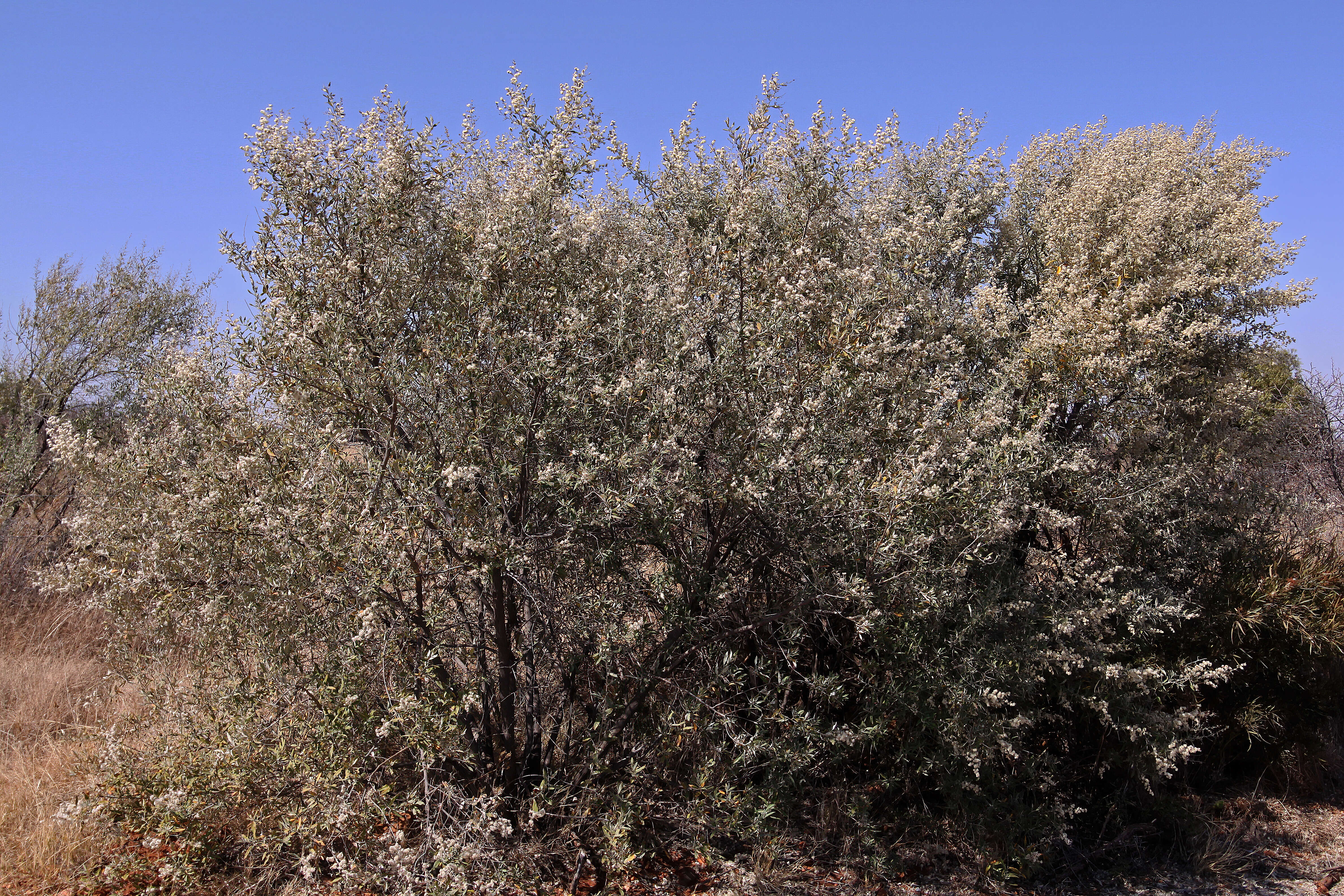 صورة Tarchonanthus camphoratus L.