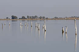 Image of Sandwich Tern