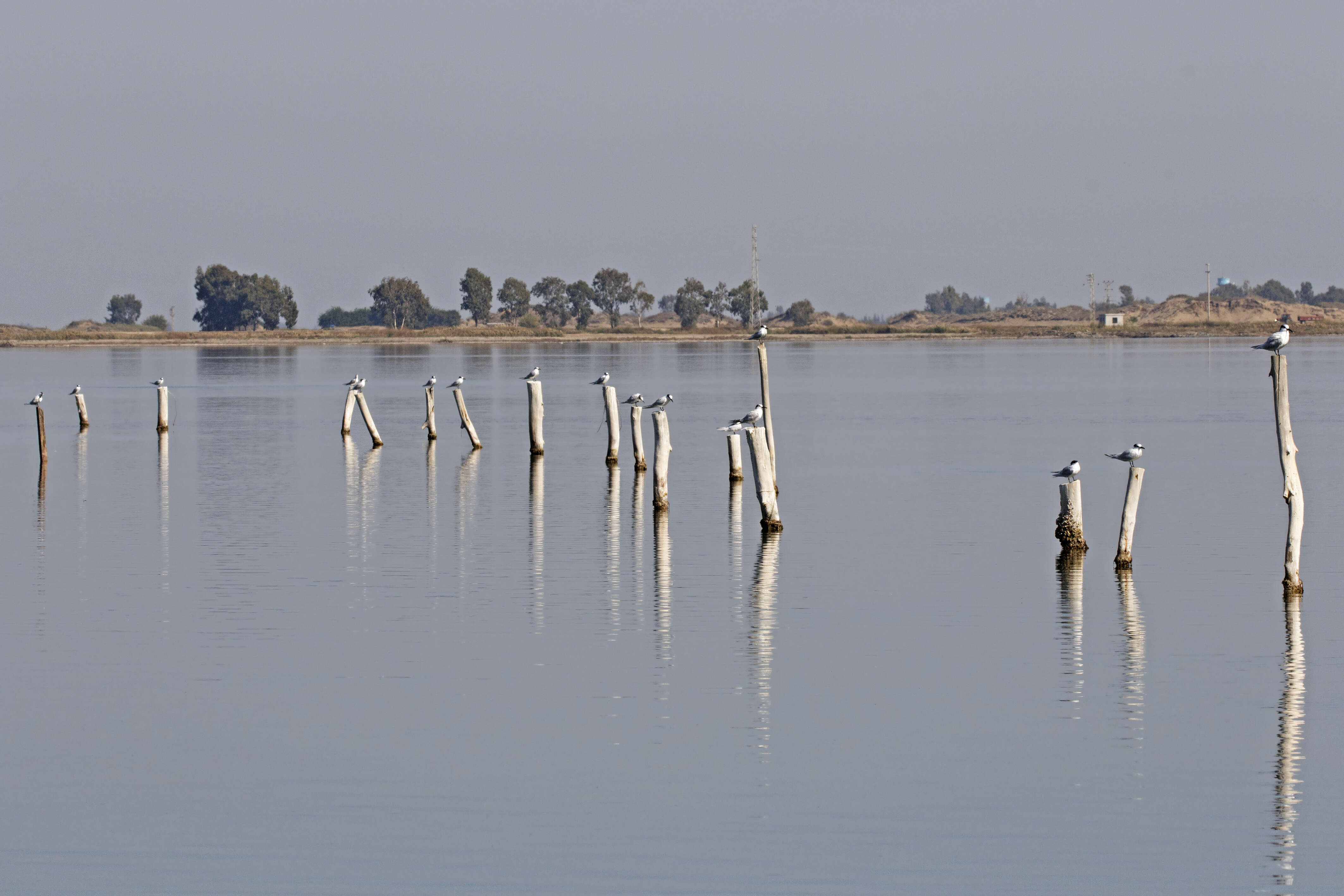 Image of Sandwich Tern