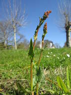 Image of Common Sorrel