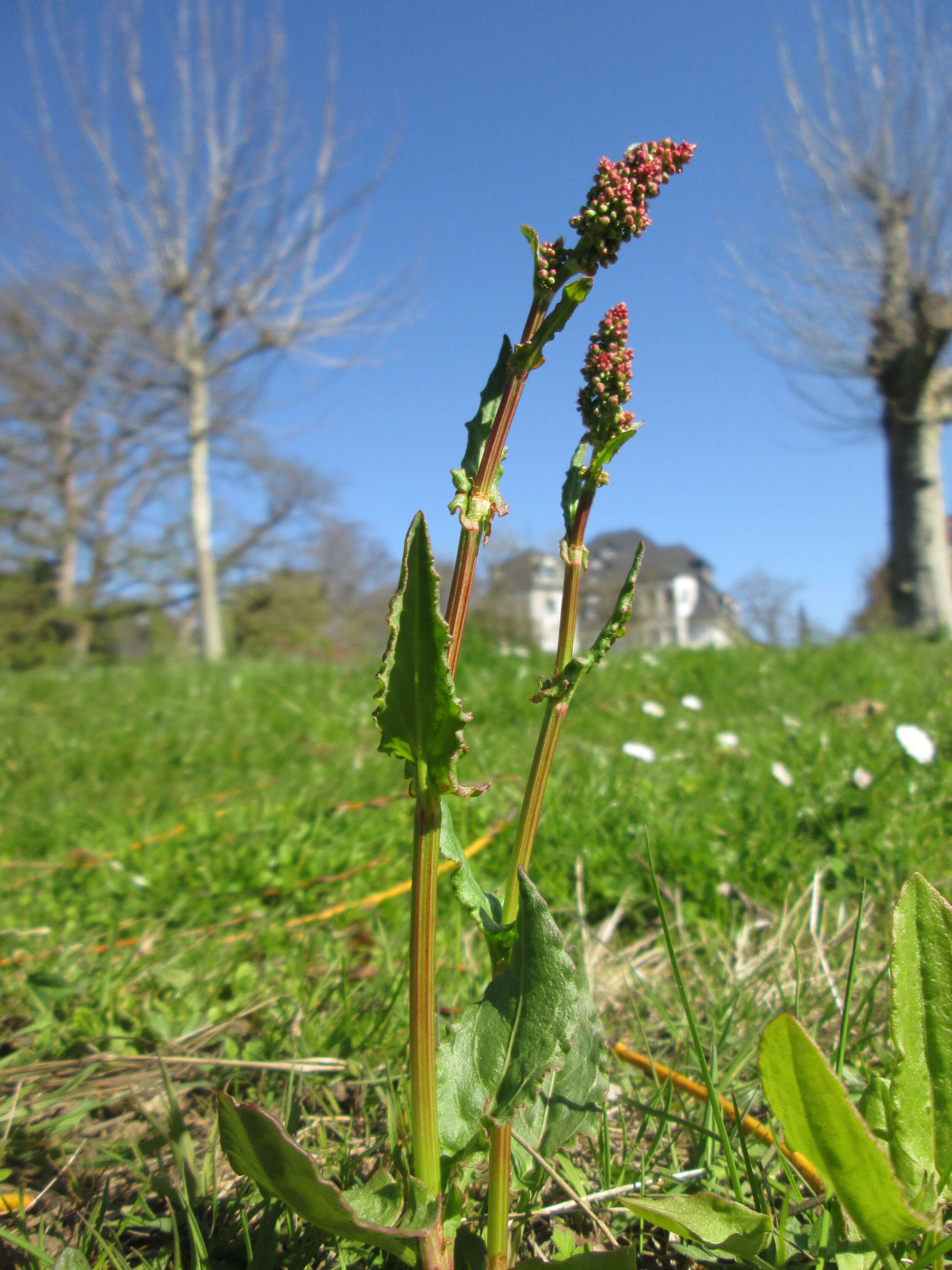 Image of Common Sorrel