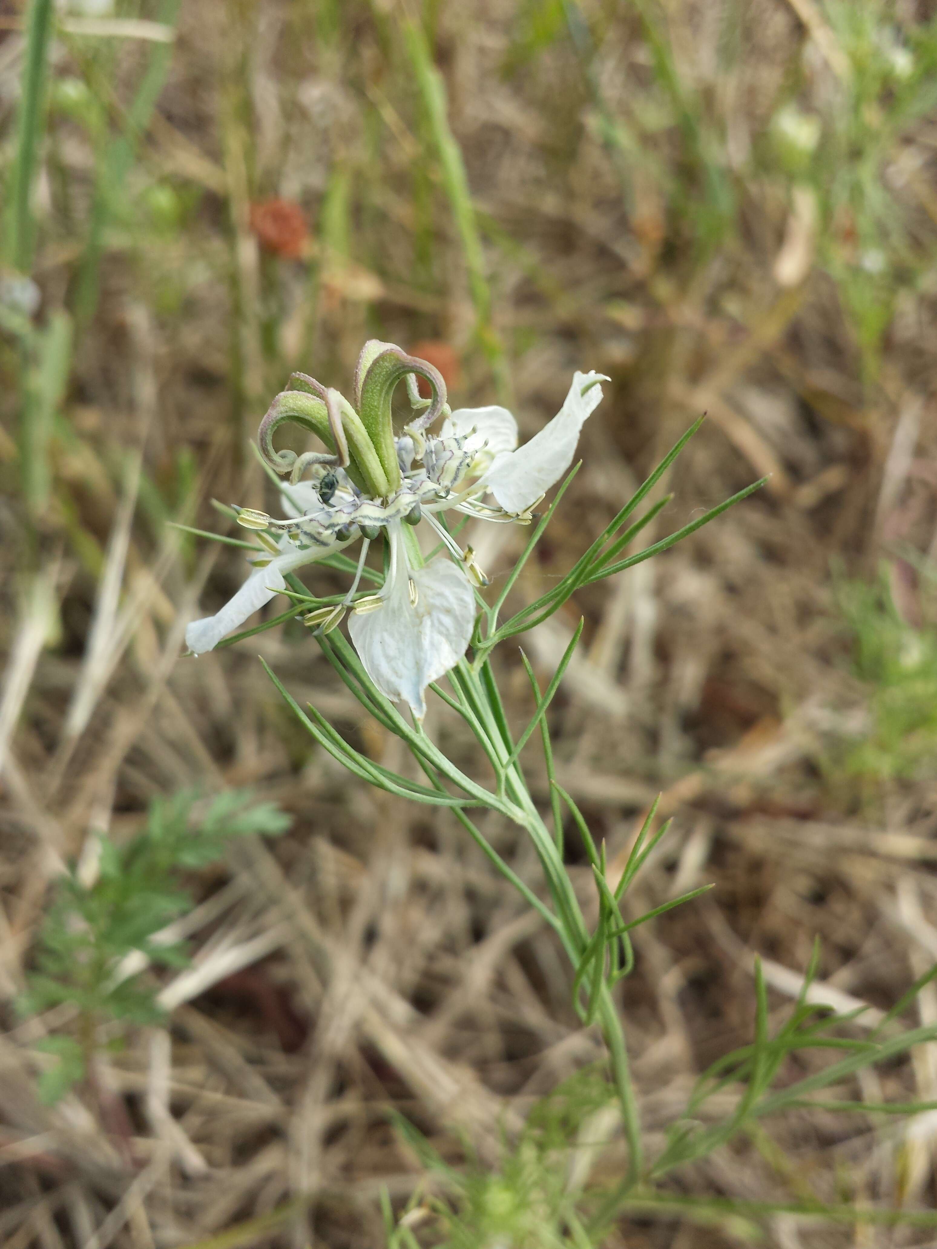 Nigella arvensis L. resmi