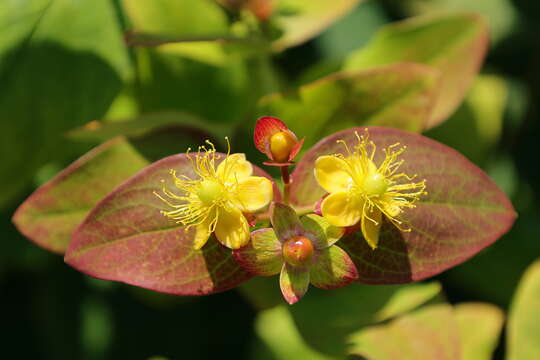 صورة Hypericum androsaemum L.