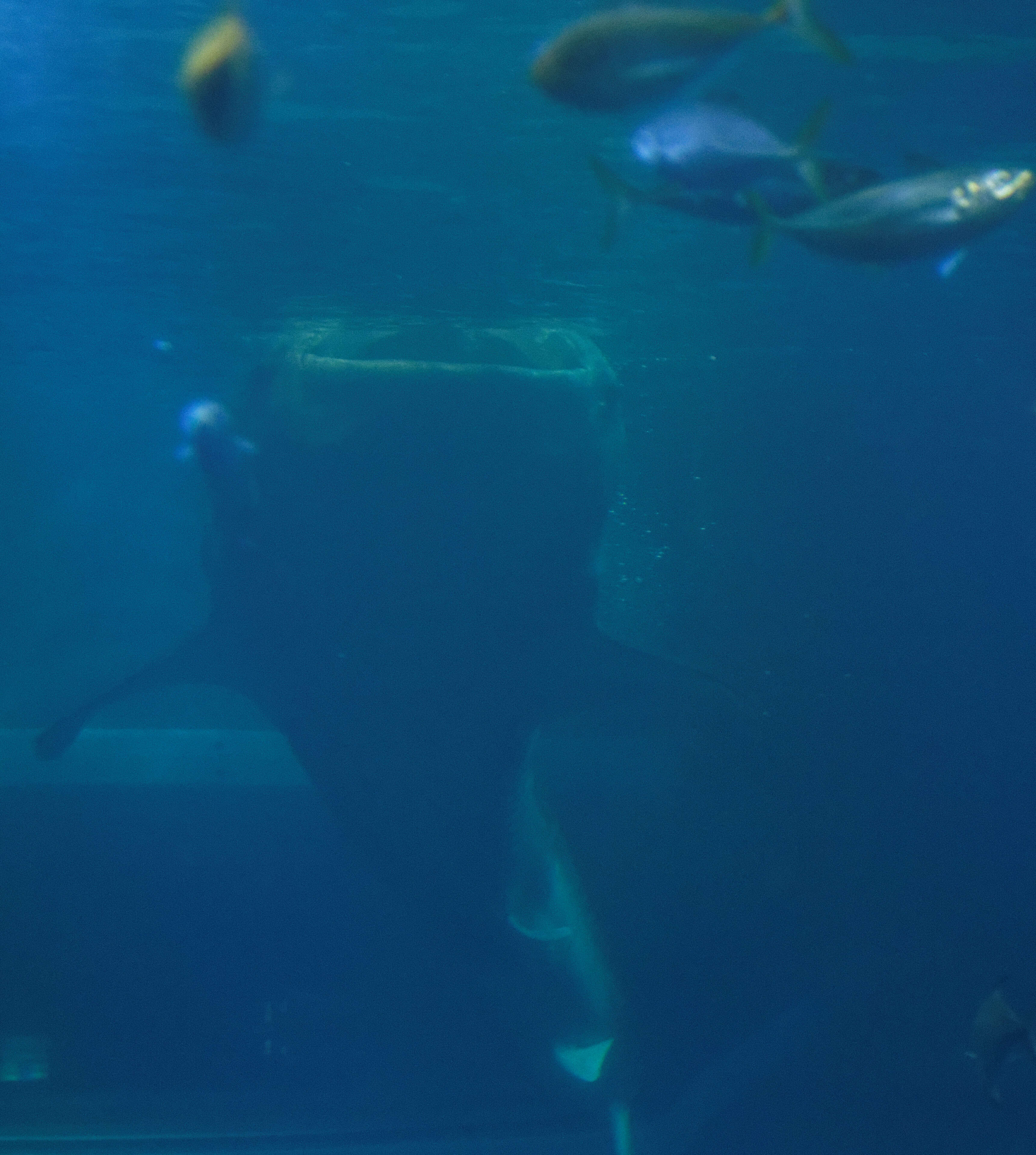 Image of whale sharks