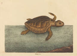 Image of Caretta