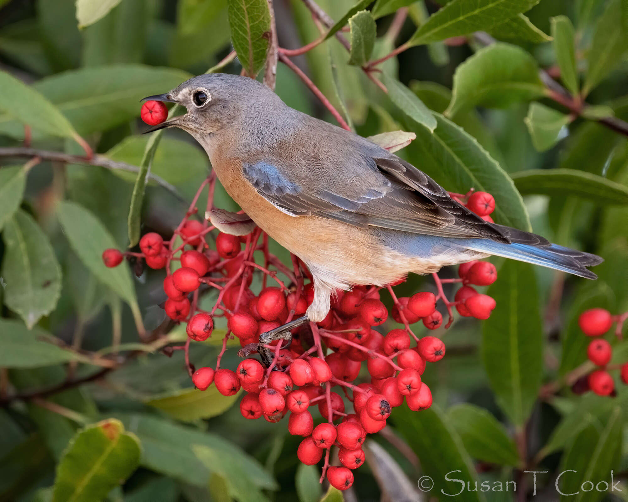 Image of Western Bluebird