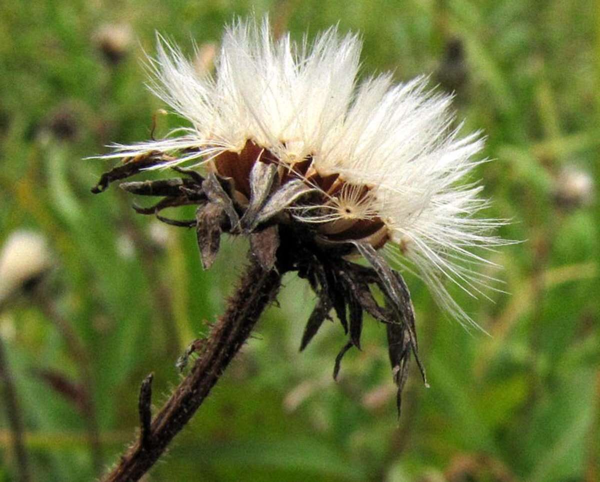 Image of hawkweed oxtongue