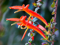 Image of Columnea microphylla Klotzsch & Hanst. ex Oerst.