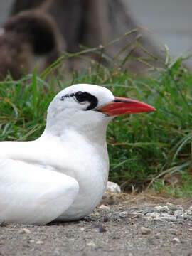 Image of Red-tailed Tropicbird