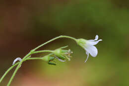 Plancia ëd Saxifraga granulata L.