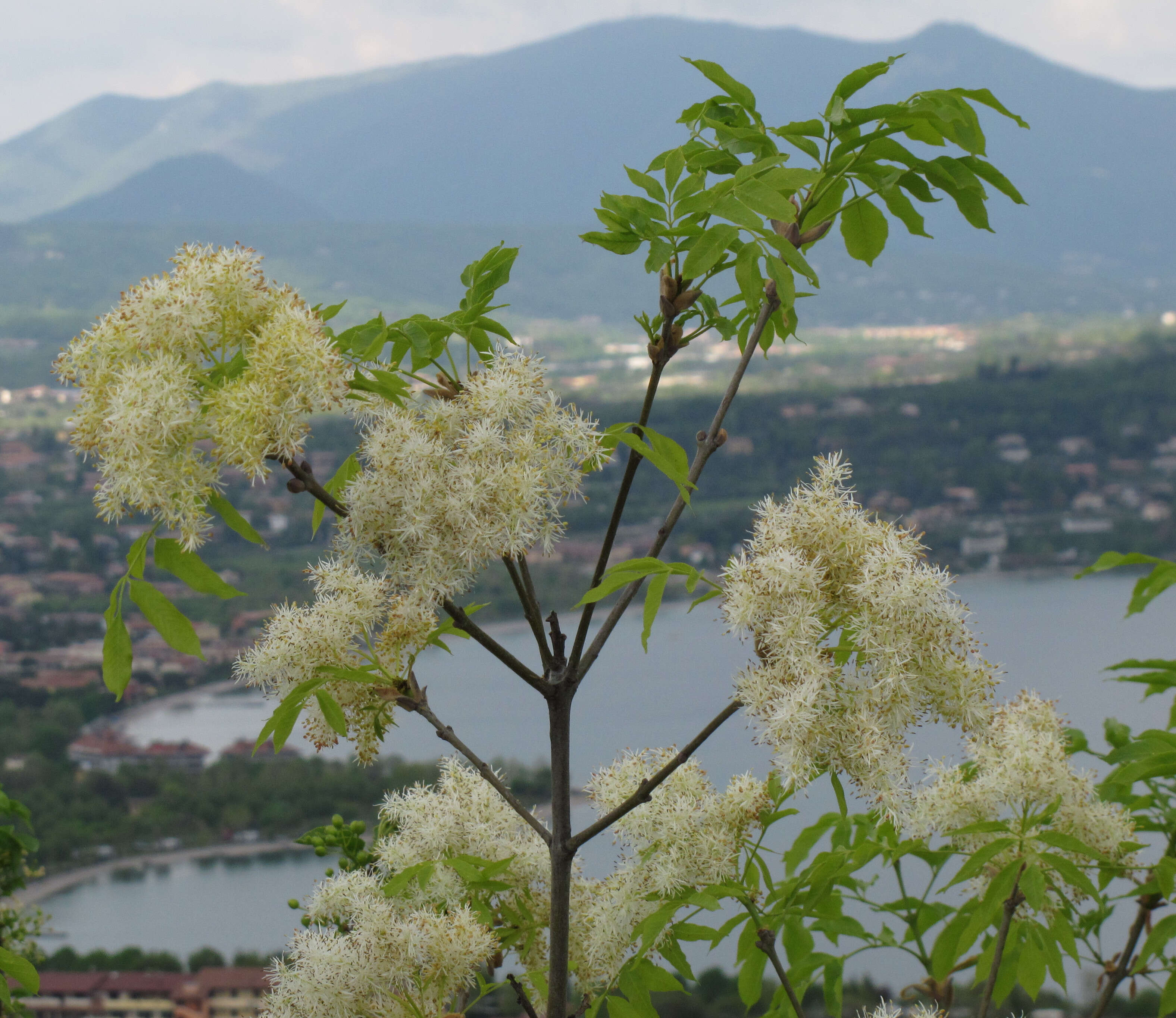 Image of Manna Ash