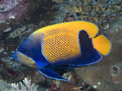 Image de Poisson-ange amiral