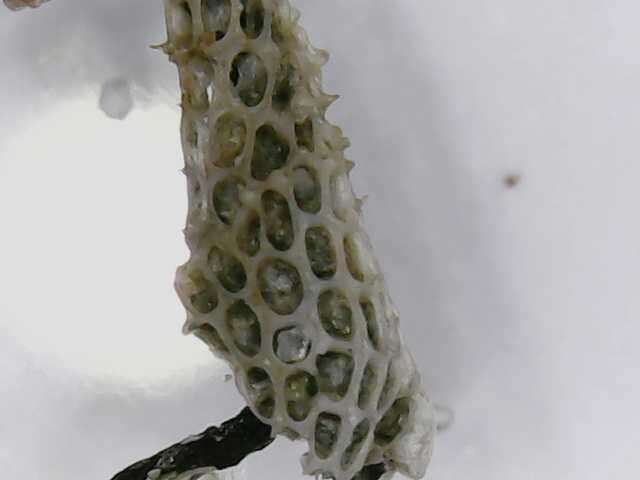 Image of Hairy bryozoan