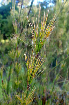 Image of Rhodocoma capensis Nees ex Steud.