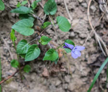 Image of common dog-violet